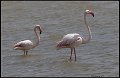 _9SB1326 greater flamingos